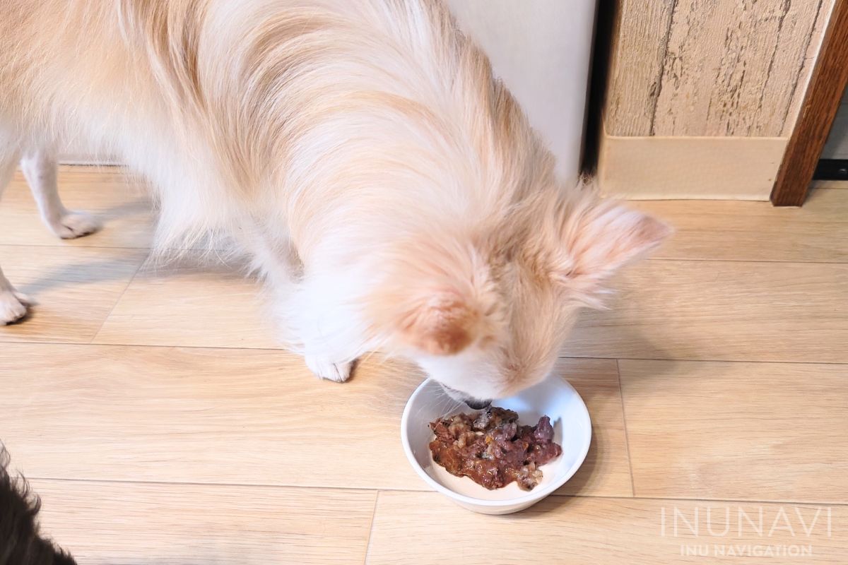 タミーレシピ　馬肉おかゆを食べる愛犬 (2)